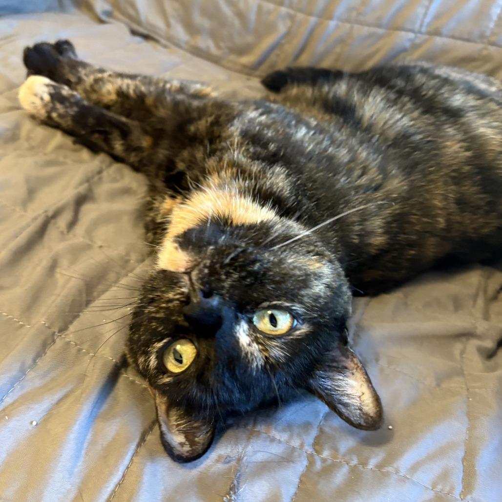 Enlarge Sipsi, a Adoptable Domestic Short Hair in Dover, NH image 3/6