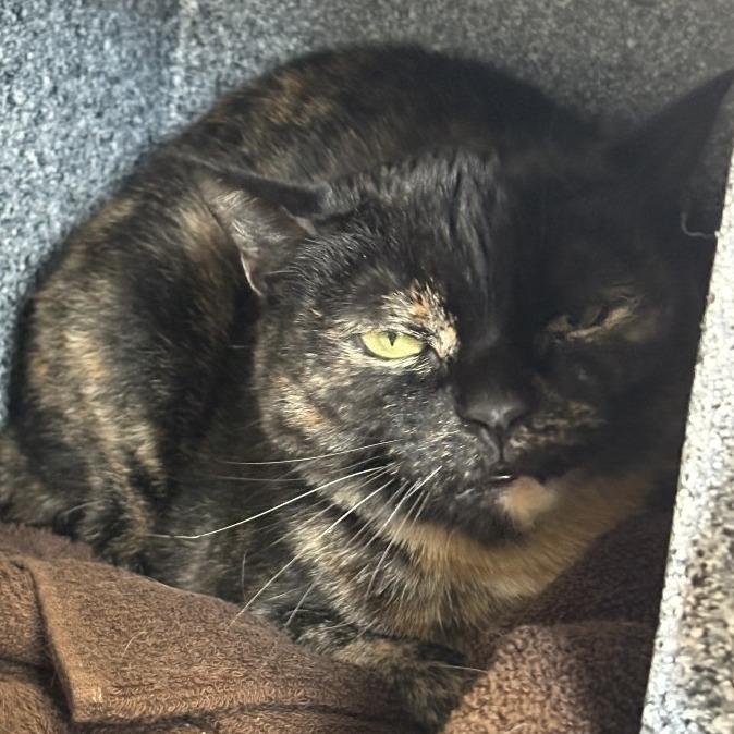 Enlarge Sipsi, a Adoptable Domestic Short Hair in Dover, NH image 4/6