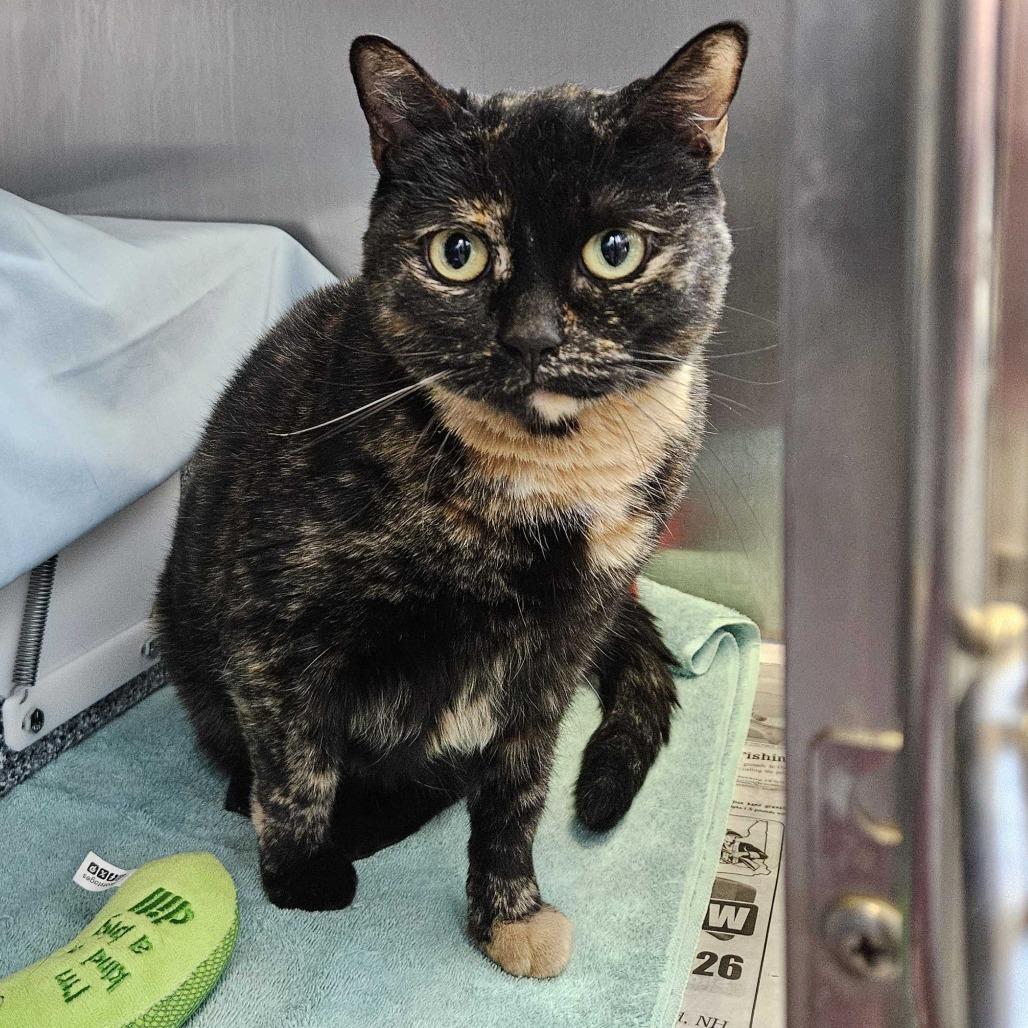Enlarge Sipsi, a Adoptable Domestic Short Hair in Dover, NH image 5/6