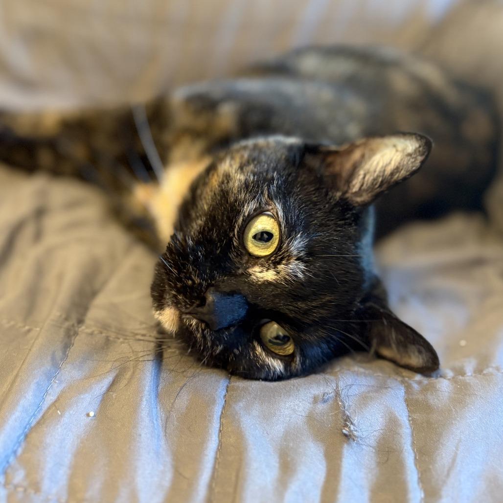 Enlarge Sipsi, a Adoptable Domestic Short Hair in Dover, NH image 6/6