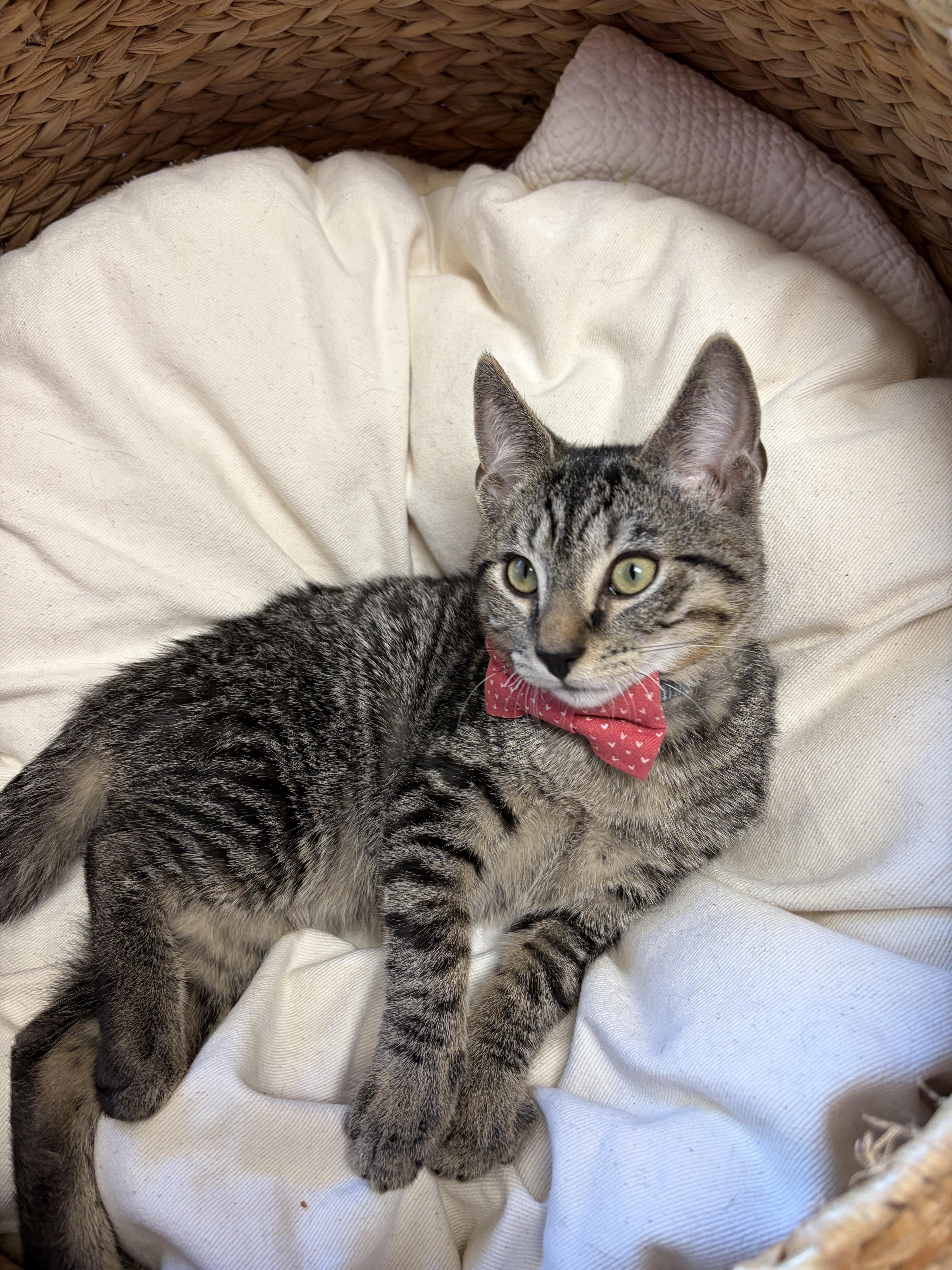 Enlarge Harry, a Adoptable mixed breed in Greensboro, NC image 5/5