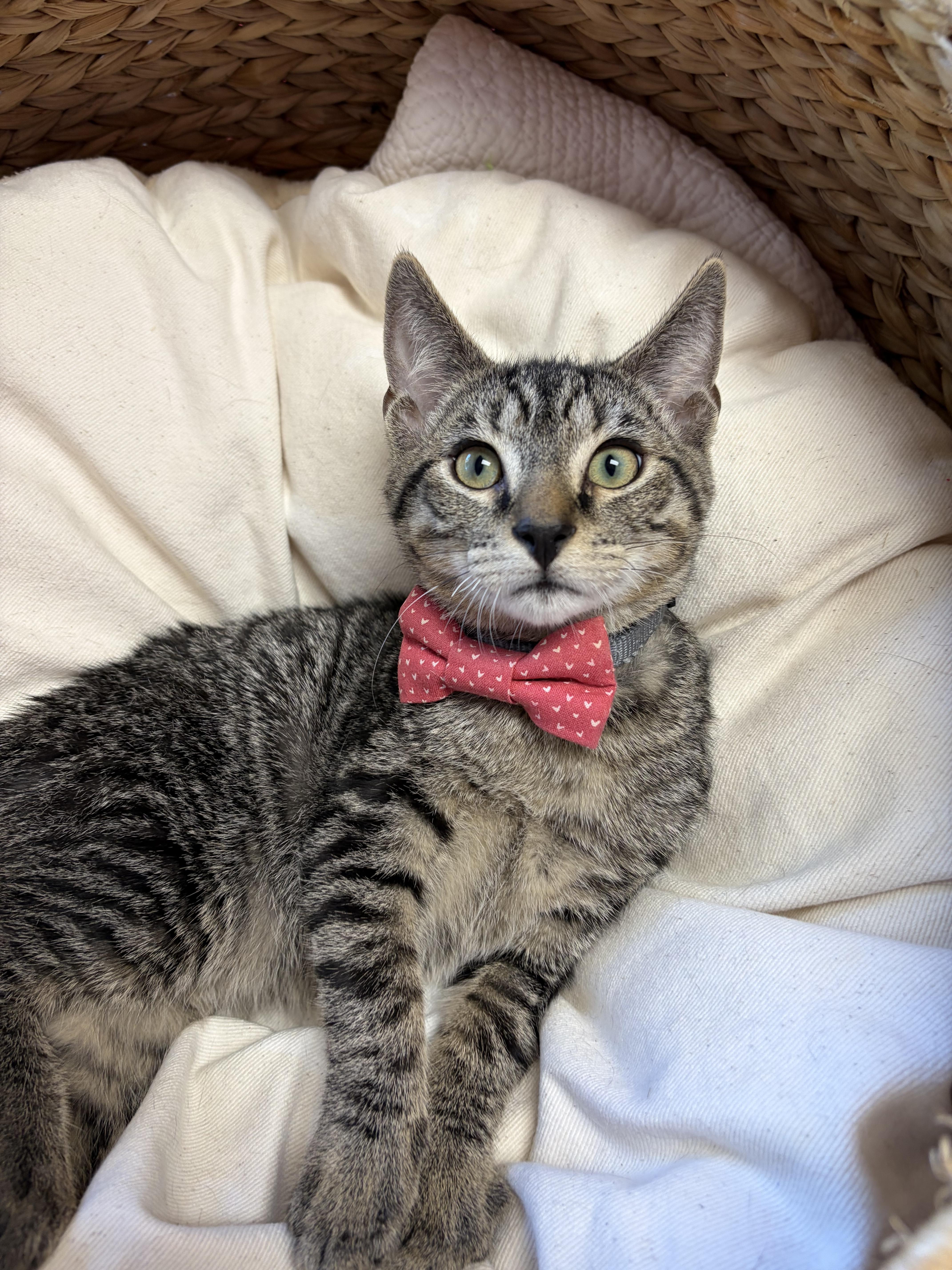Enlarge Harry, a Adoptable mixed breed in Greensboro, NC image 2/5