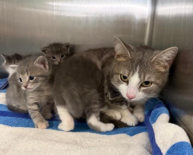 Miss Grey, Adoptable, Young Female Domestic Short Hair.