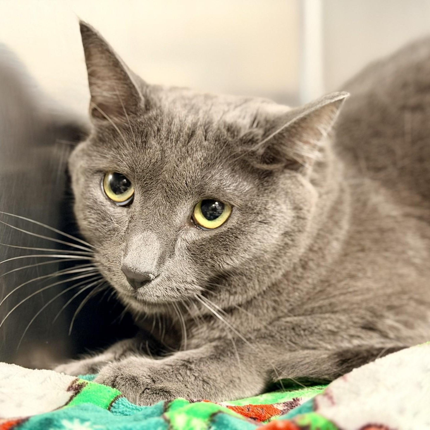 Enlarge Bandit, a ADOPTABLE Domestic Short Hair in Manahawkin, NJ image 2/2