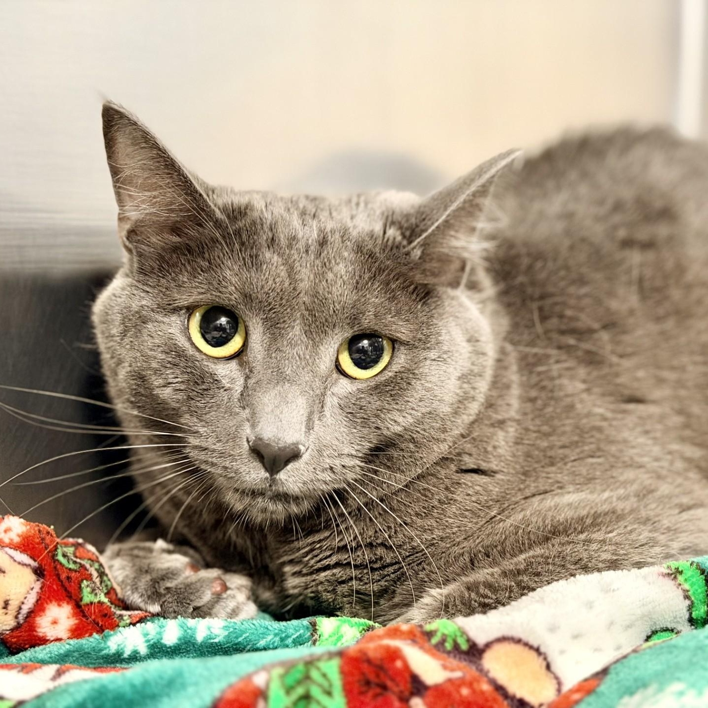 Enlarge Bandit, a ADOPTABLE Domestic Short Hair in Manahawkin, NJ image 1/2