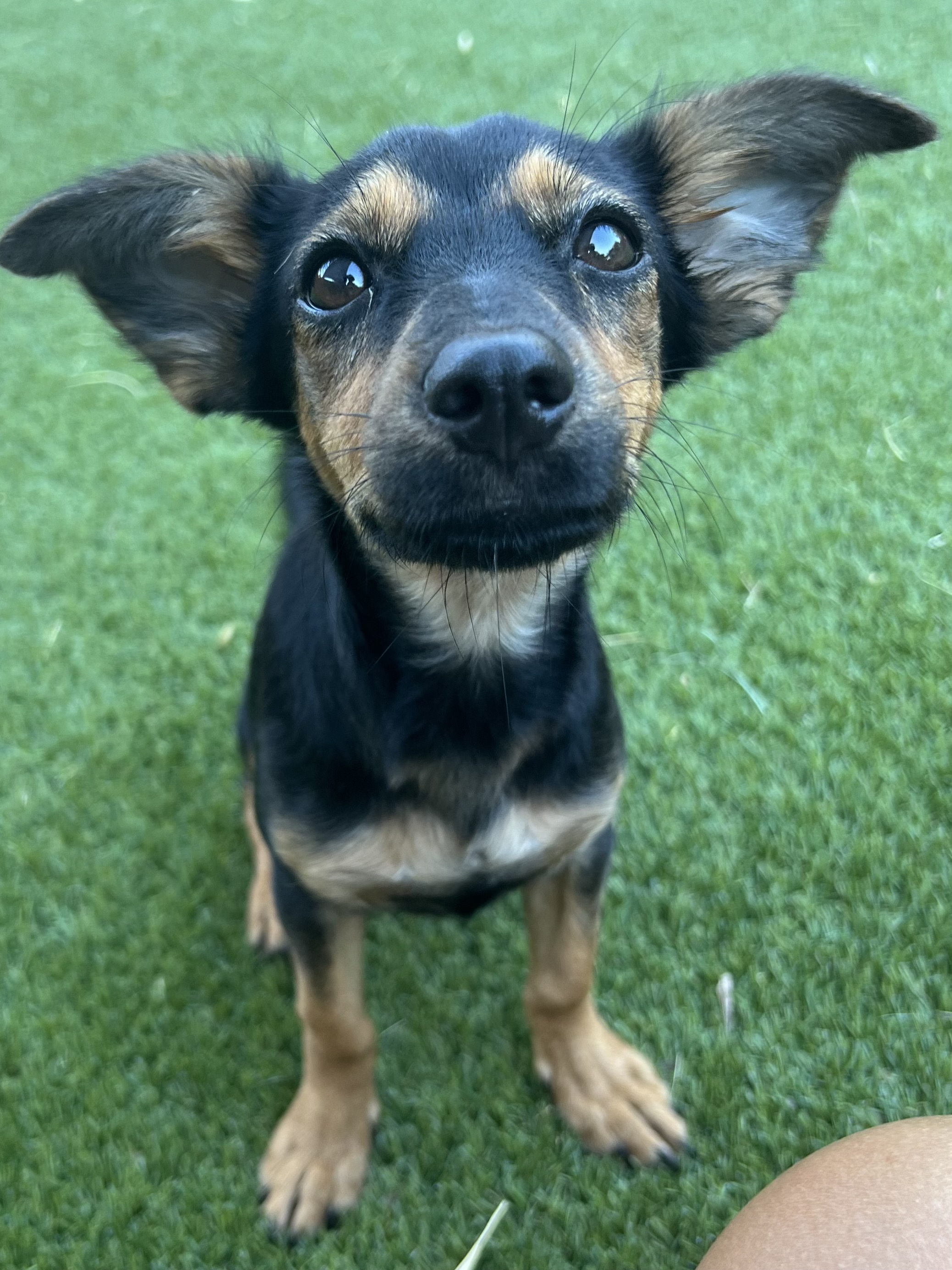 Dog for adoption Bat, a Chiweenie Mix in Austin, TX Petfinder