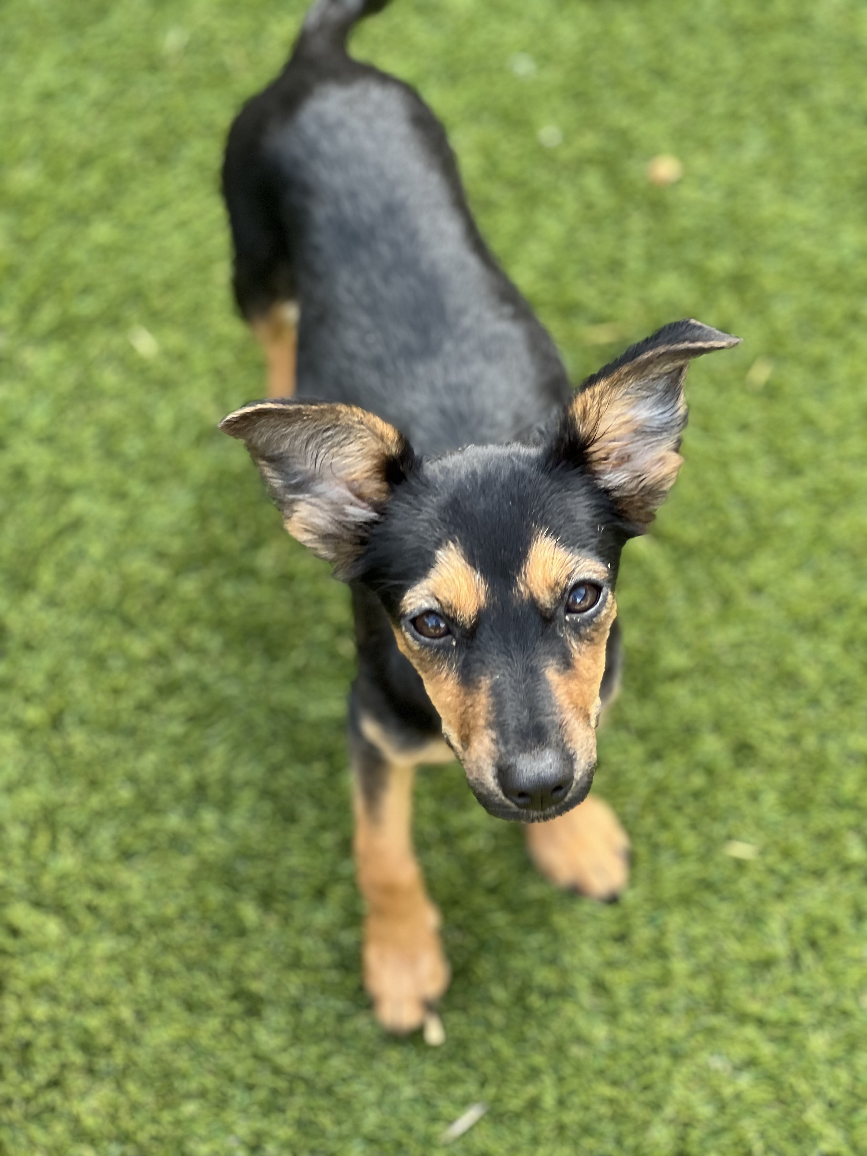 Dog for adoption Bat, a Chiweenie Mix in Austin, TX Petfinder