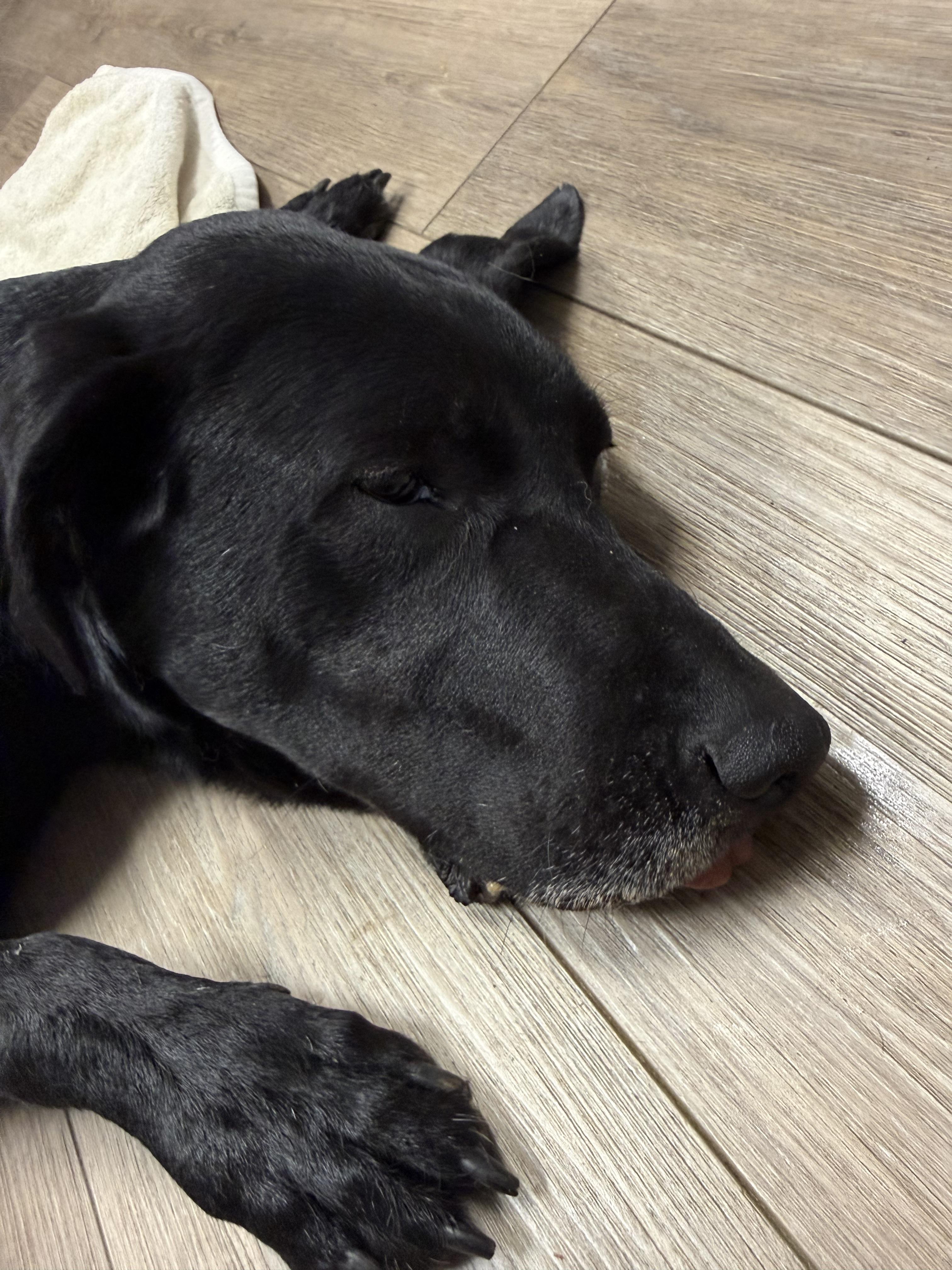 Enlarge Gunner--Courtesy Post--not an LELRR DOG, a ADOPTABLE Black Labrador Retriever in Medina, OH image 3/4