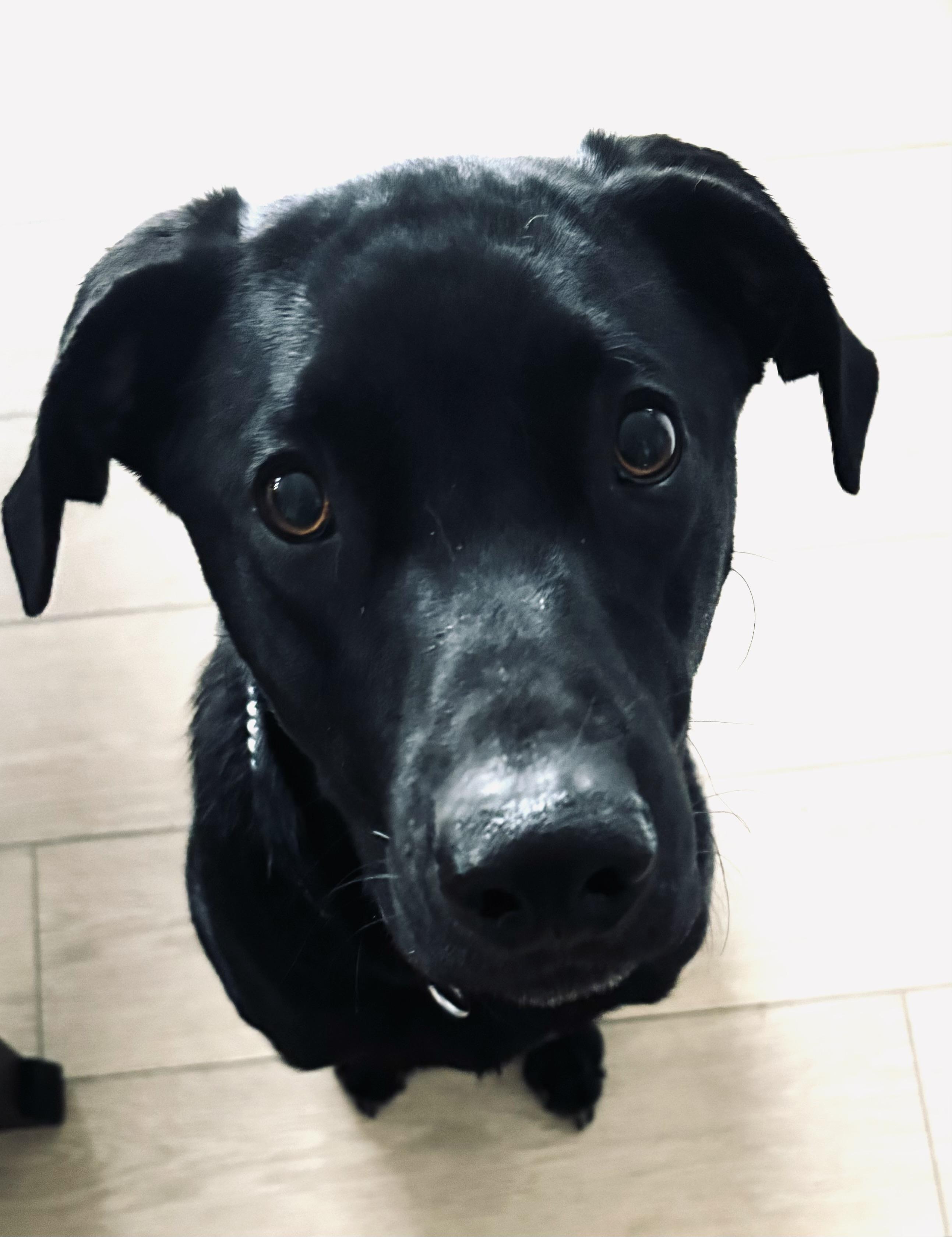 Enlarge Gunner--Courtesy Post--not an LELRR DOG, a ADOPTABLE Black Labrador Retriever in Medina, OH image 2/4