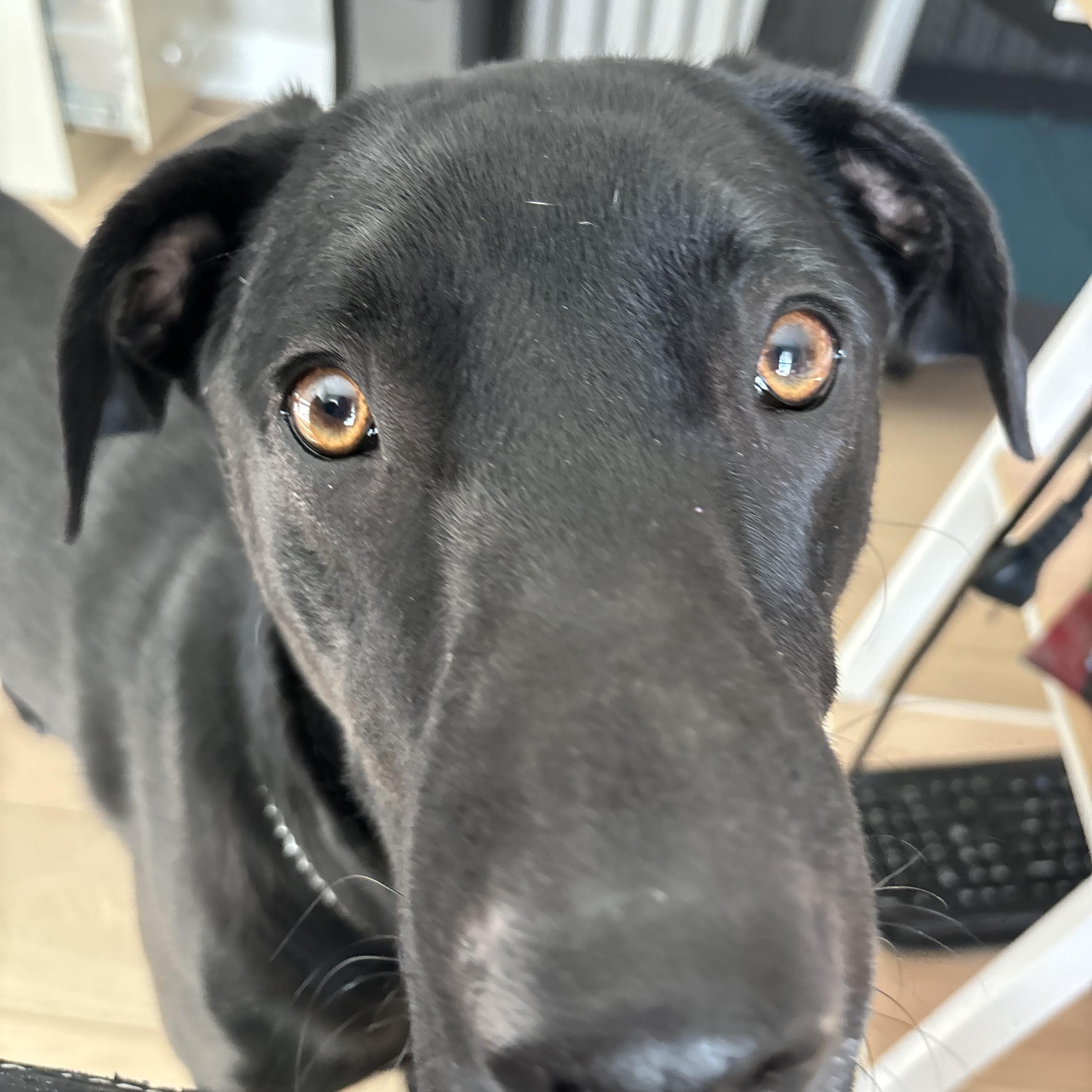 Gunner--Courtesy Post--not an LELRR DOG, ADOPTABLE, Adult Male Black Labrador Retriever.