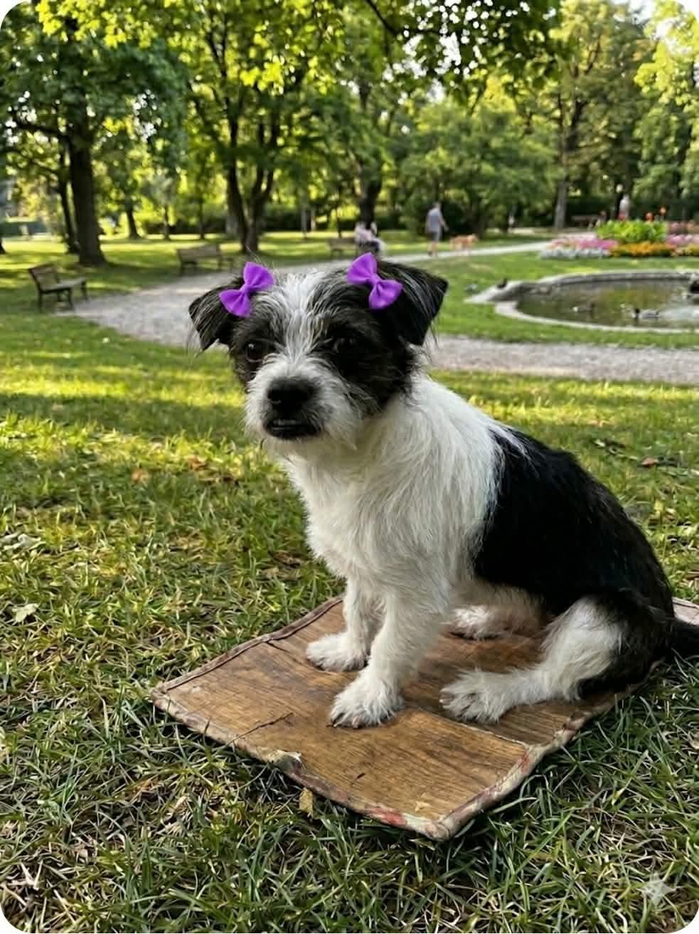 Enlarge Pepper, an adopted mixed breed in Houston, TX image 1/5