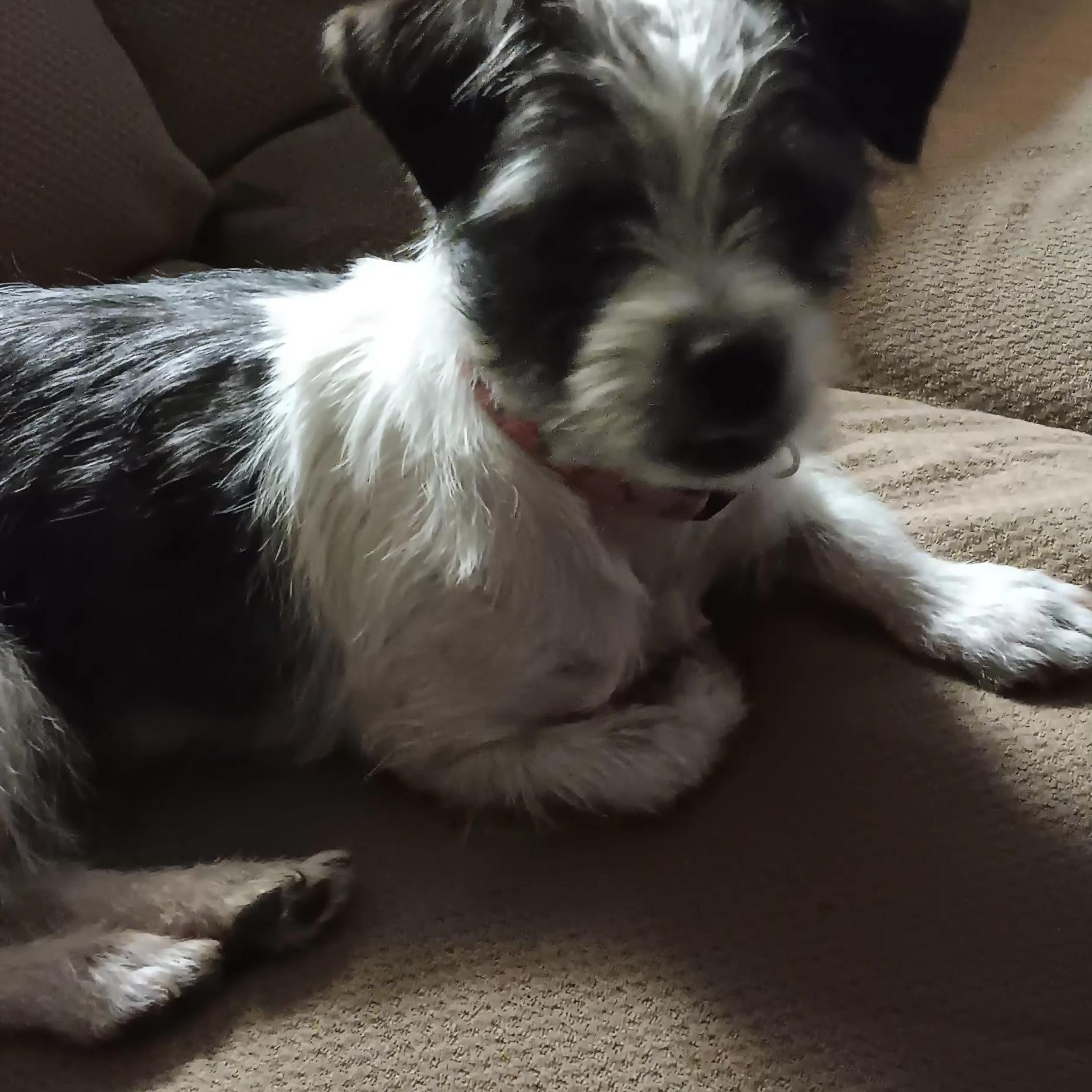 Enlarge Pepper, an adopted mixed breed in Houston, TX image 3/5