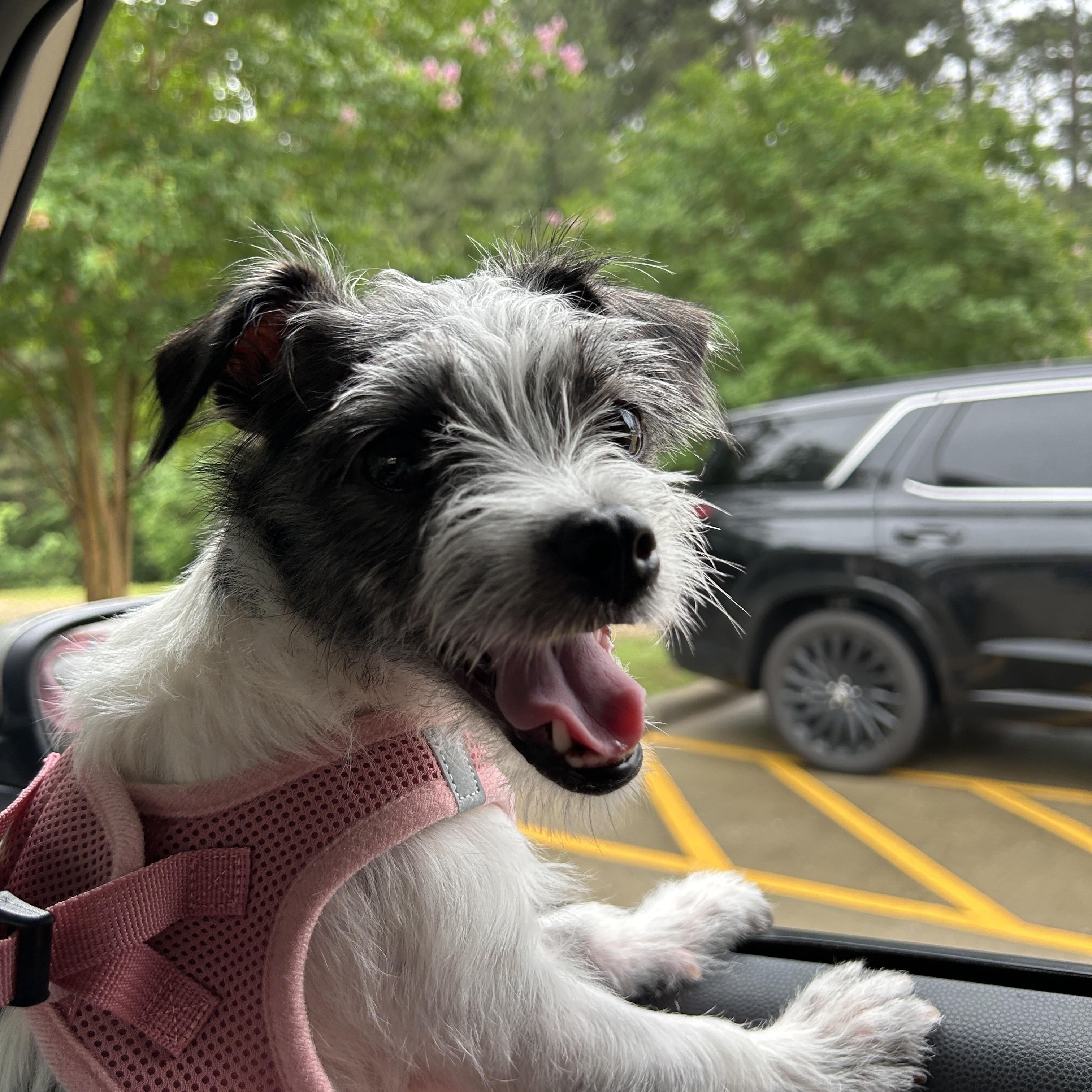 Enlarge Pepper, an adopted mixed breed in Houston, TX image 2/5