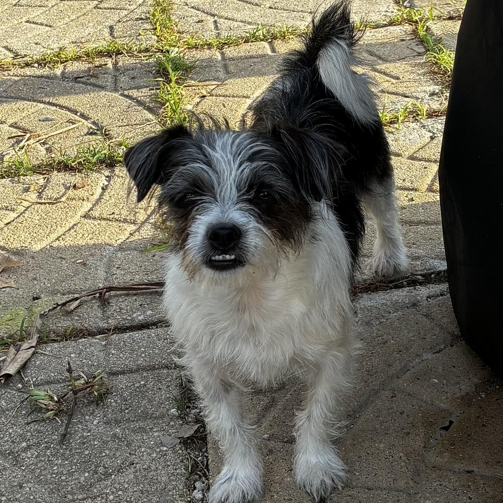 Enlarge Pepper, an adopted mixed breed in Houston, TX image 4/5