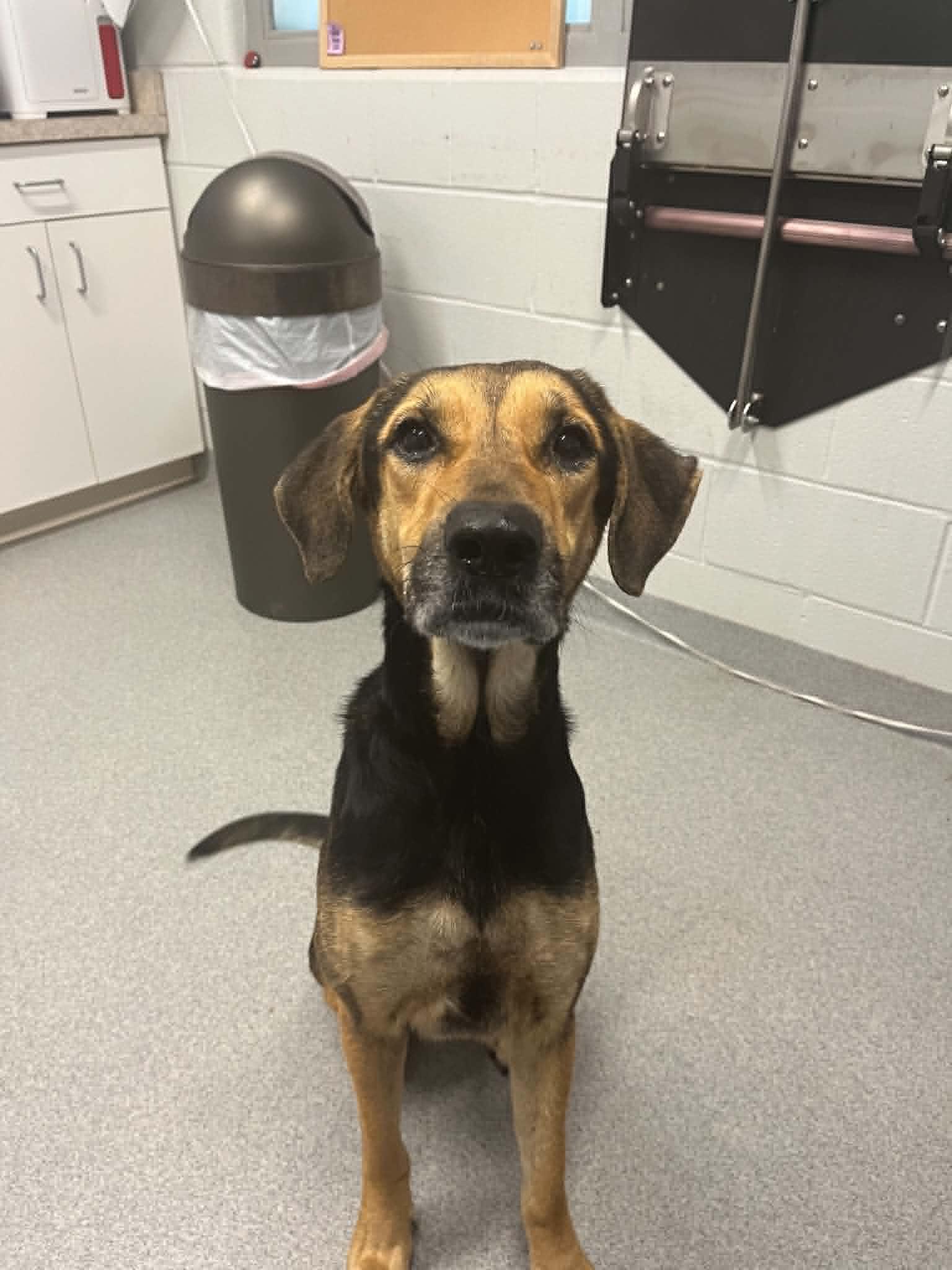 Jayda, ADOPTABLE, Adult Female Hound.