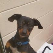 Enlarge Scrappy, an adopted mixed breed in Nashua, NH image 2/2