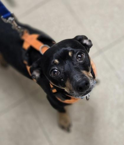 Enlarge Scrappy, an adopted mixed breed in Nashua, NH image 1/2