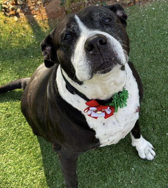 HYPER, Adoptable, Adult Female Mixed Breed.