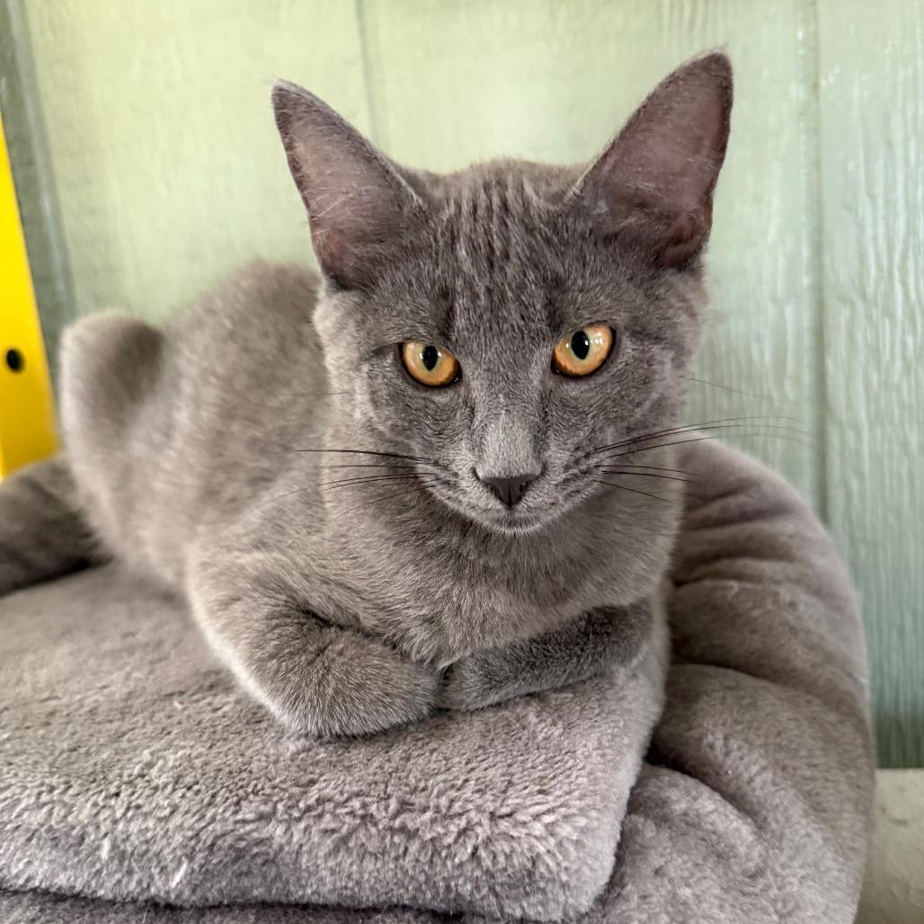 Wave, Adoptable, Kitten Female Domestic Short Hair.