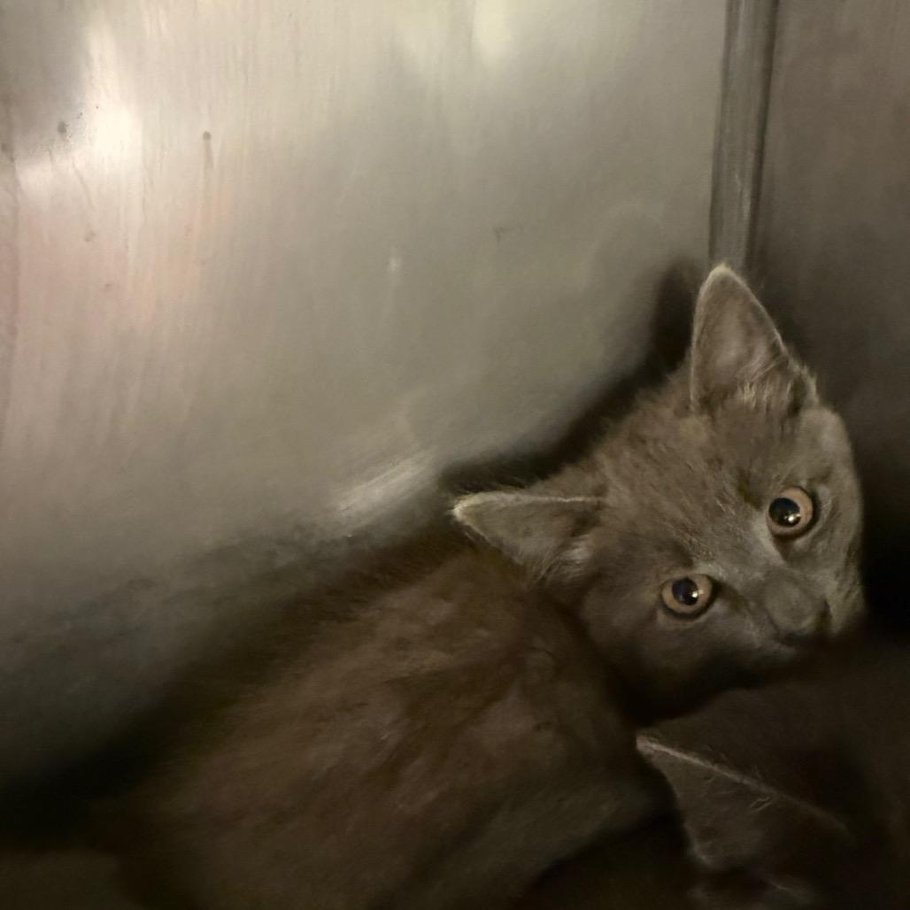 Wave, a Adoptable Domestic Short Hair in Lake Panasoffkee, FL image 1/2