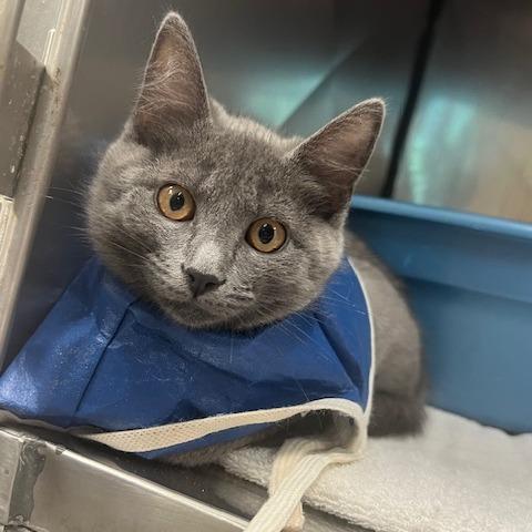 Wave, a Adoptable Domestic Short Hair in Lake Panasoffkee, FL image 2/3