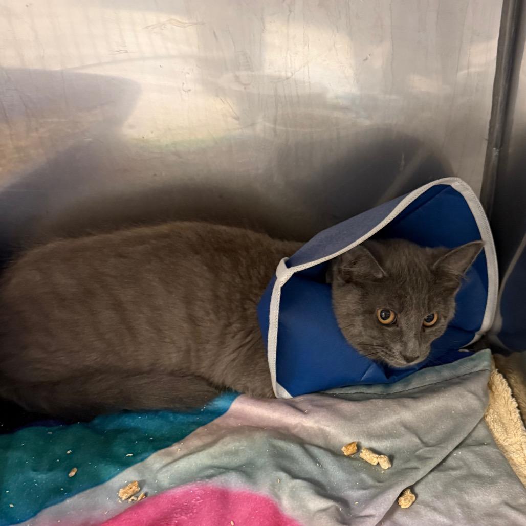 Wave, a Adoptable Domestic Short Hair in Lake Panasoffkee, FL image 2/2