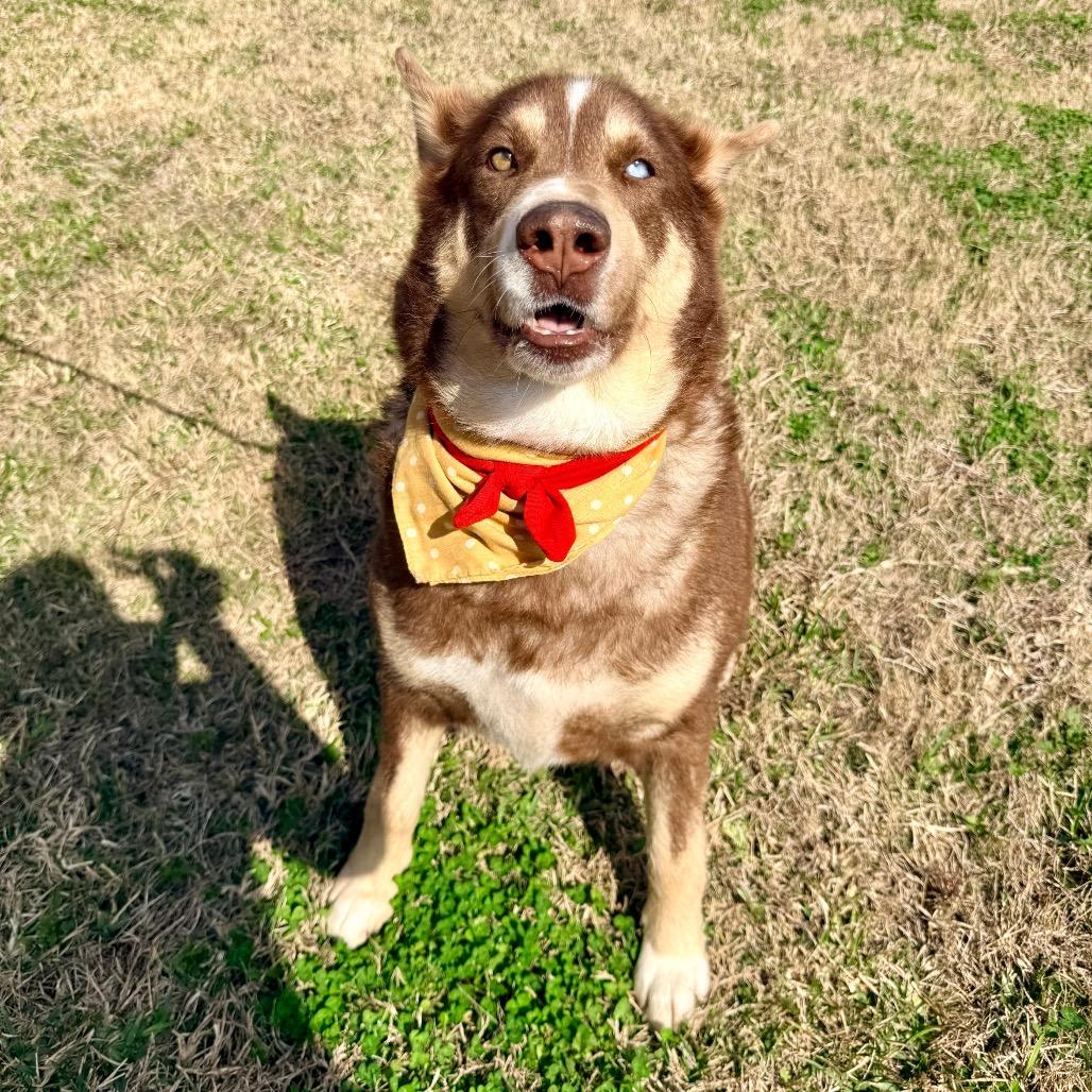 Cherry Pepper — thumbnail 4