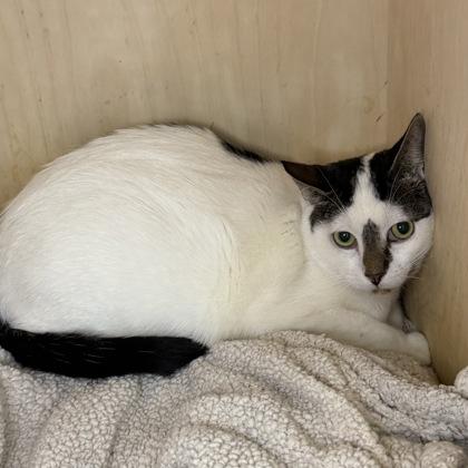 Bot Boy, a Adoptable mixed breed in San Francisco, CA image 1/3