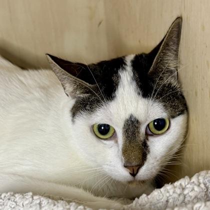 Bot Boy, a Adoptable mixed breed in San Francisco, CA image 3/3