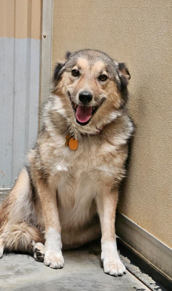 Sadie Mae, Adoptable, Senior Female Husky & Shepherd.