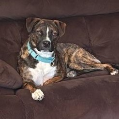 Hickory - PUPS for PAROLE GRADUATE