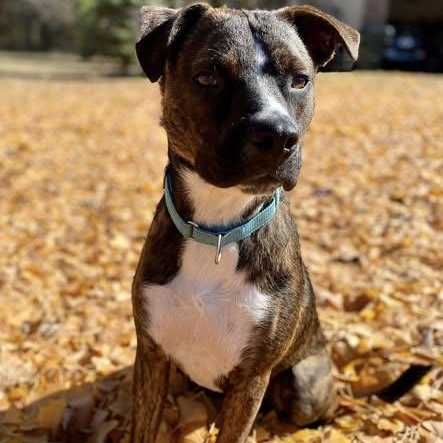 Hickory - PUPS for PAROLE GRADUATE