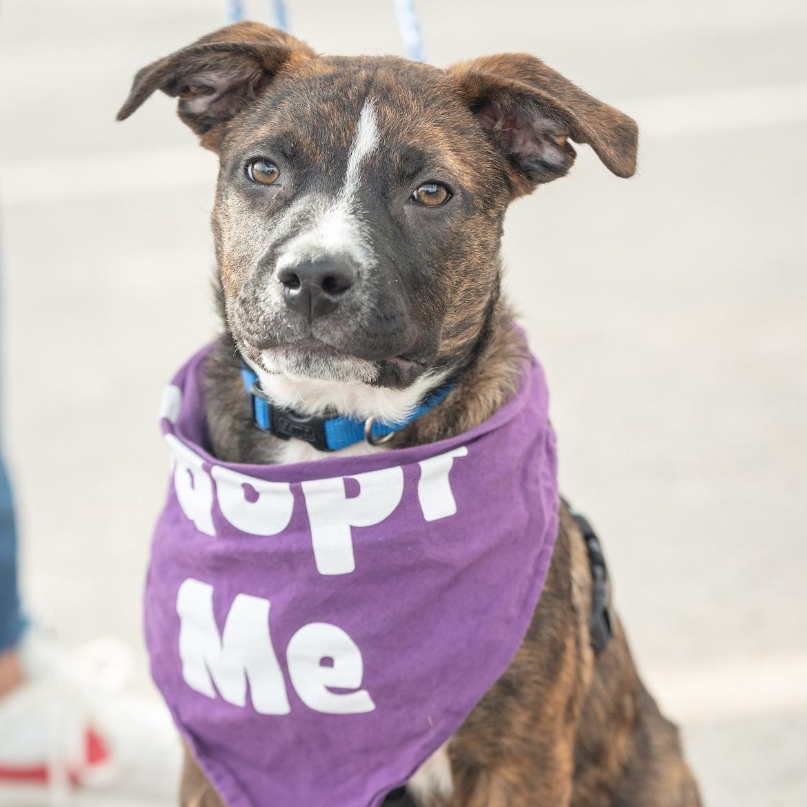 Hickory - PUPS for PAROLE GRADUATE