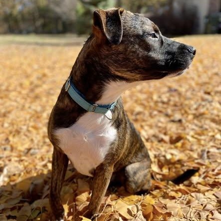 Hickory - PUPS for PAROLE GRADUATE