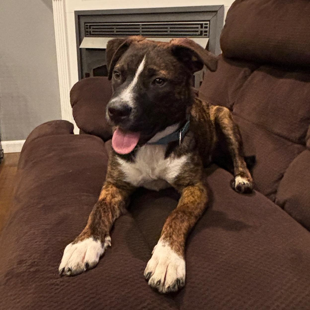 Hickory - PUPS for PAROLE GRADUATE