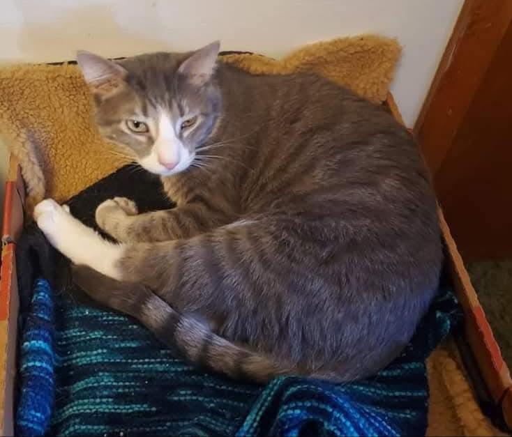 Starbucks, a Adoptable mixed breed in Sioux City, IA image 2/3