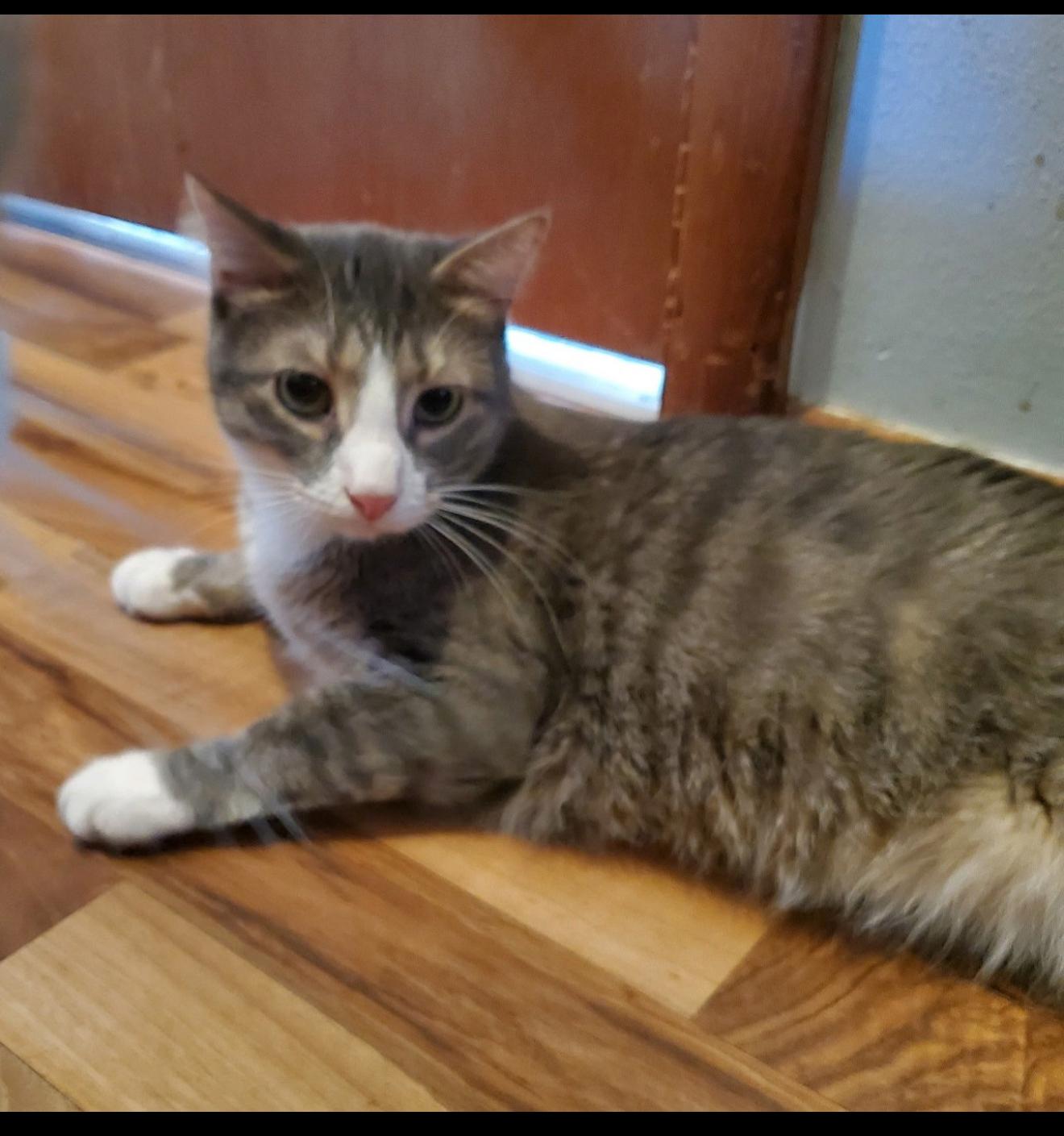 Starbucks, a Adoptable mixed breed in Sioux City, IA image 3/3