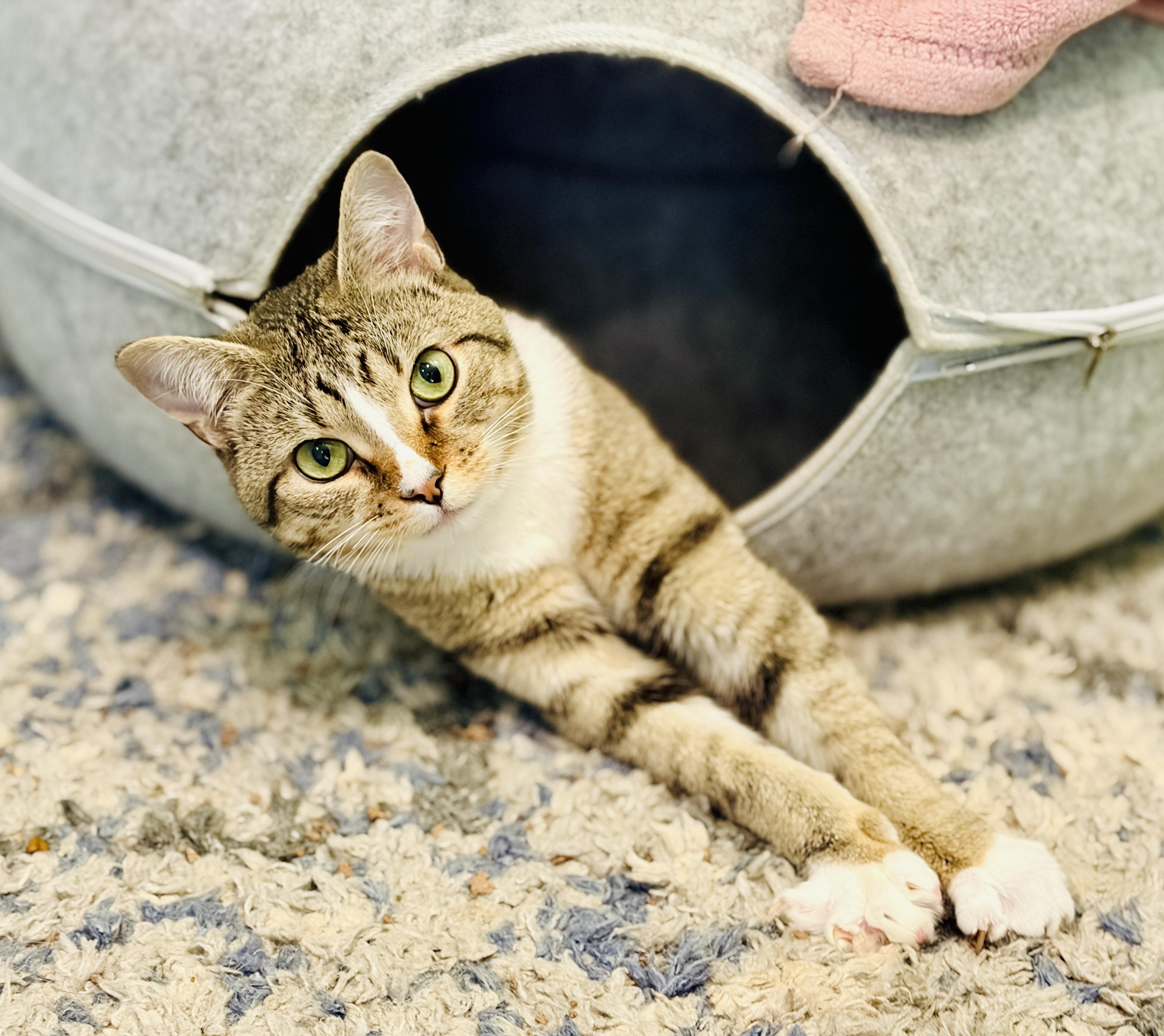 Enlarge Chi Chi & Digit - CH (Cerebellar Hypoplasia), a Adoptable Domestic Short Hair in Rocky Hill, CT image 4/6