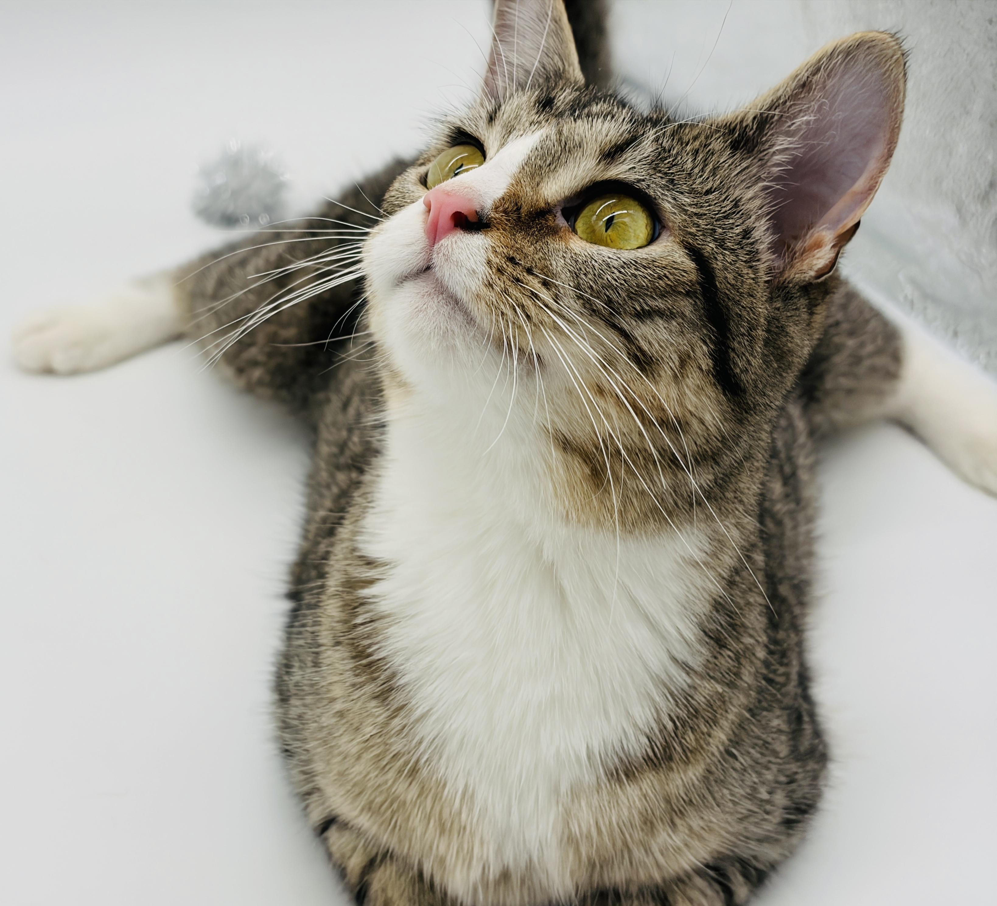 Enlarge Chi Chi & Digit - CH (Cerebellar Hypoplasia), a Adoptable Domestic Short Hair in Rocky Hill, CT image 2/6