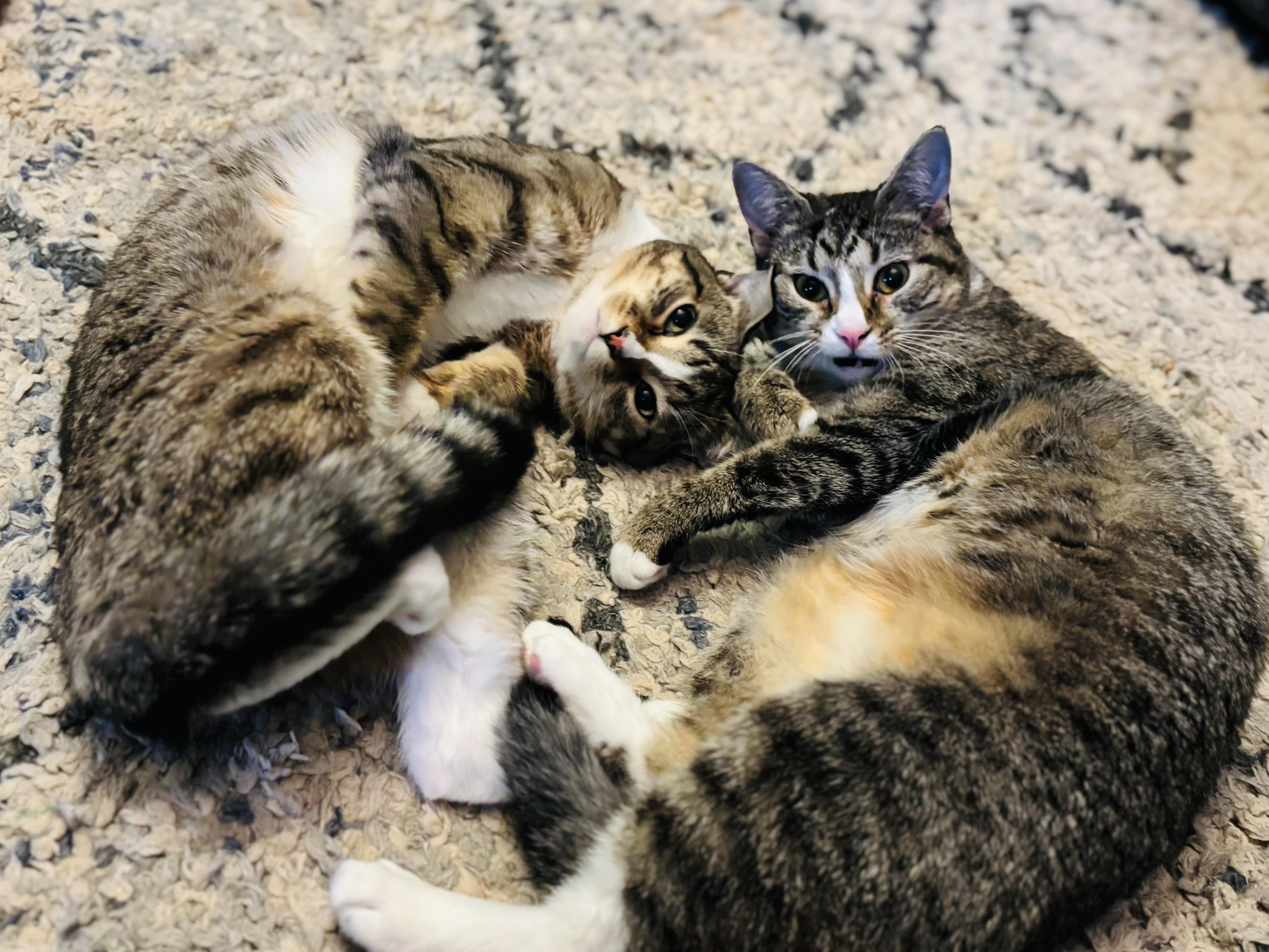 Chi Chi & Digit - CH (Cerebellar Hypoplasia), Adoptable, Young Male Domestic Short Hair.