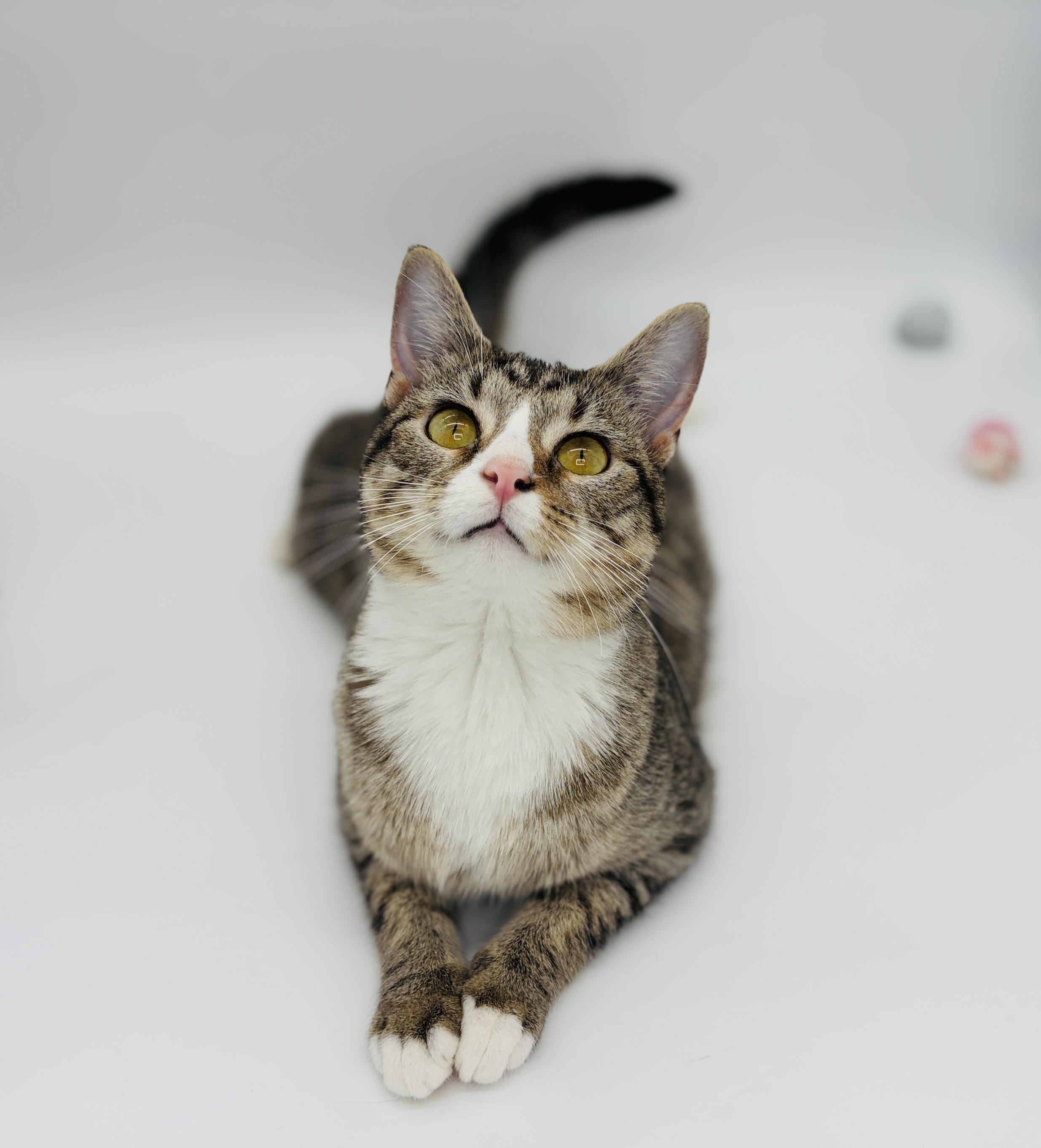 Enlarge Chi Chi & Digit - CH (Cerebellar Hypoplasia), a Adoptable Domestic Short Hair in Rocky Hill, CT image 5/6