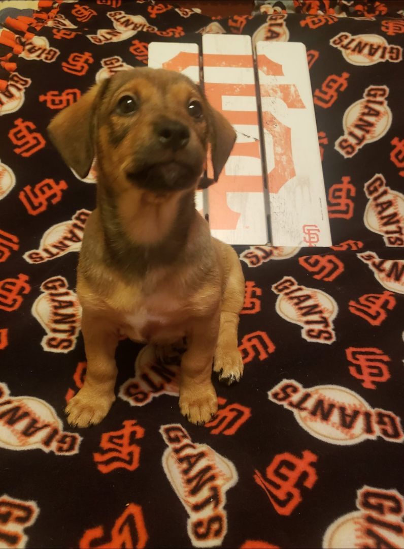 Estrada, Adopted, Puppy Male Chihuahua & Dachshund.