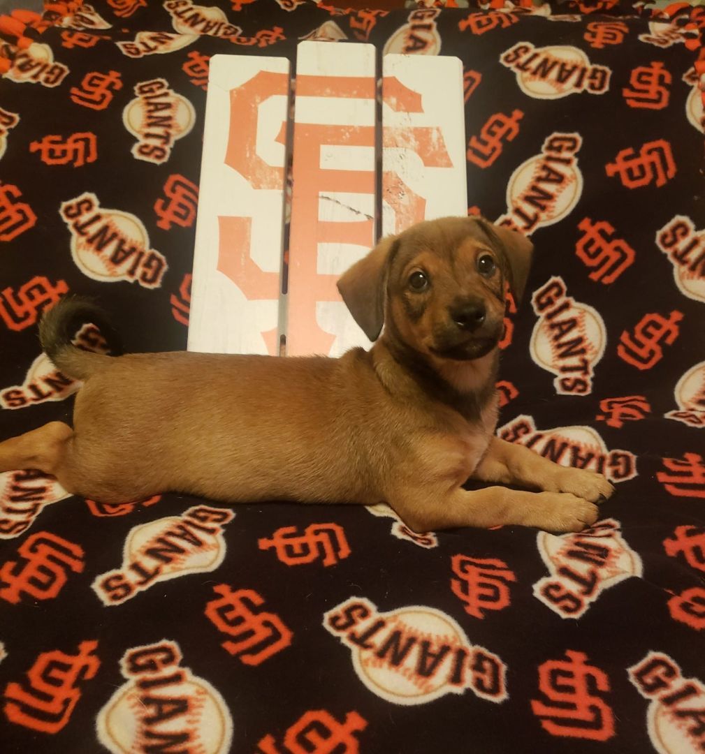 Estrada, a Adopted mixed breed in Oakdale, CA image 2/4