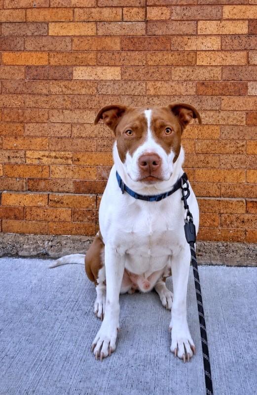 Goose, Adoptable, Adult Male Pit Bull Terrier & Mixed Breed.
