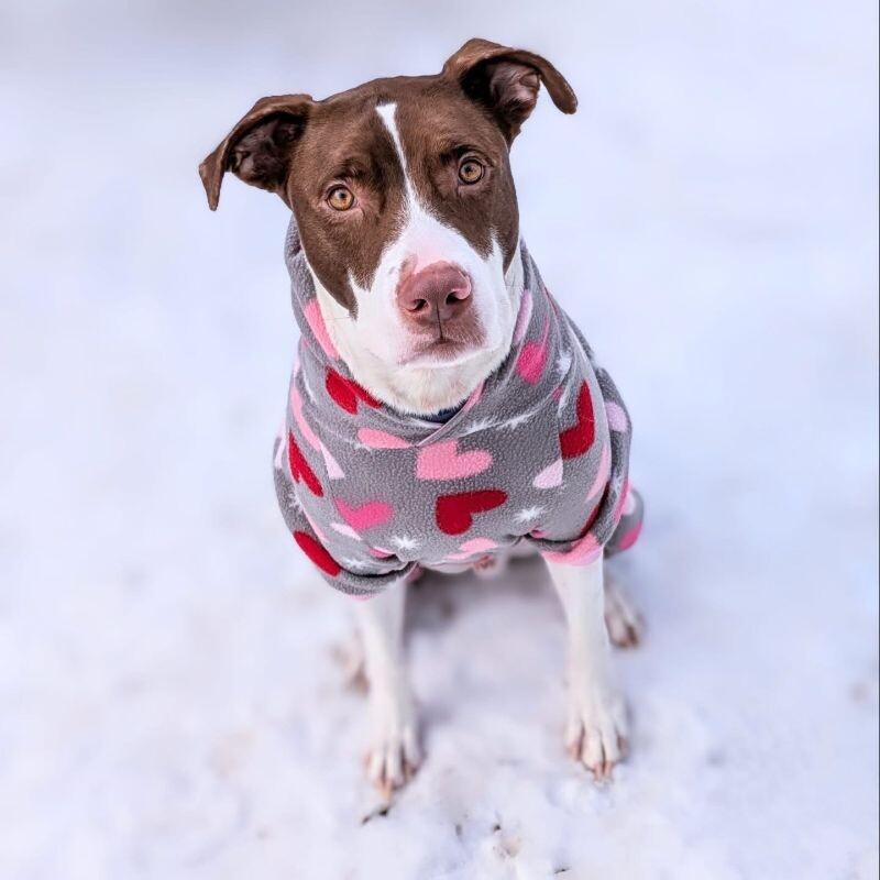 Enlarge Goose, a Adoptable mixed breed in Grand Rapids, MI image 3/6