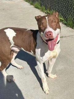 Enlarge Goose, a Adoptable mixed breed in Grand Rapids, MI image 4/6