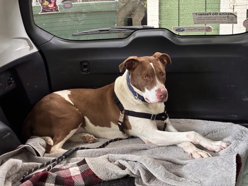 Enlarge Goose, a Adoptable mixed breed in Grand Rapids, MI image 5/6
