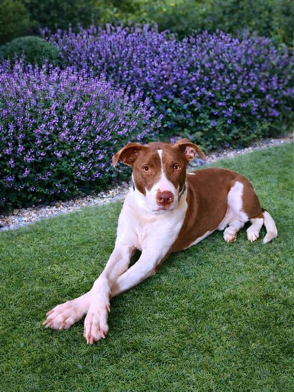 Enlarge Goose, a Adoptable mixed breed in Grand Rapids, MI image 6/6