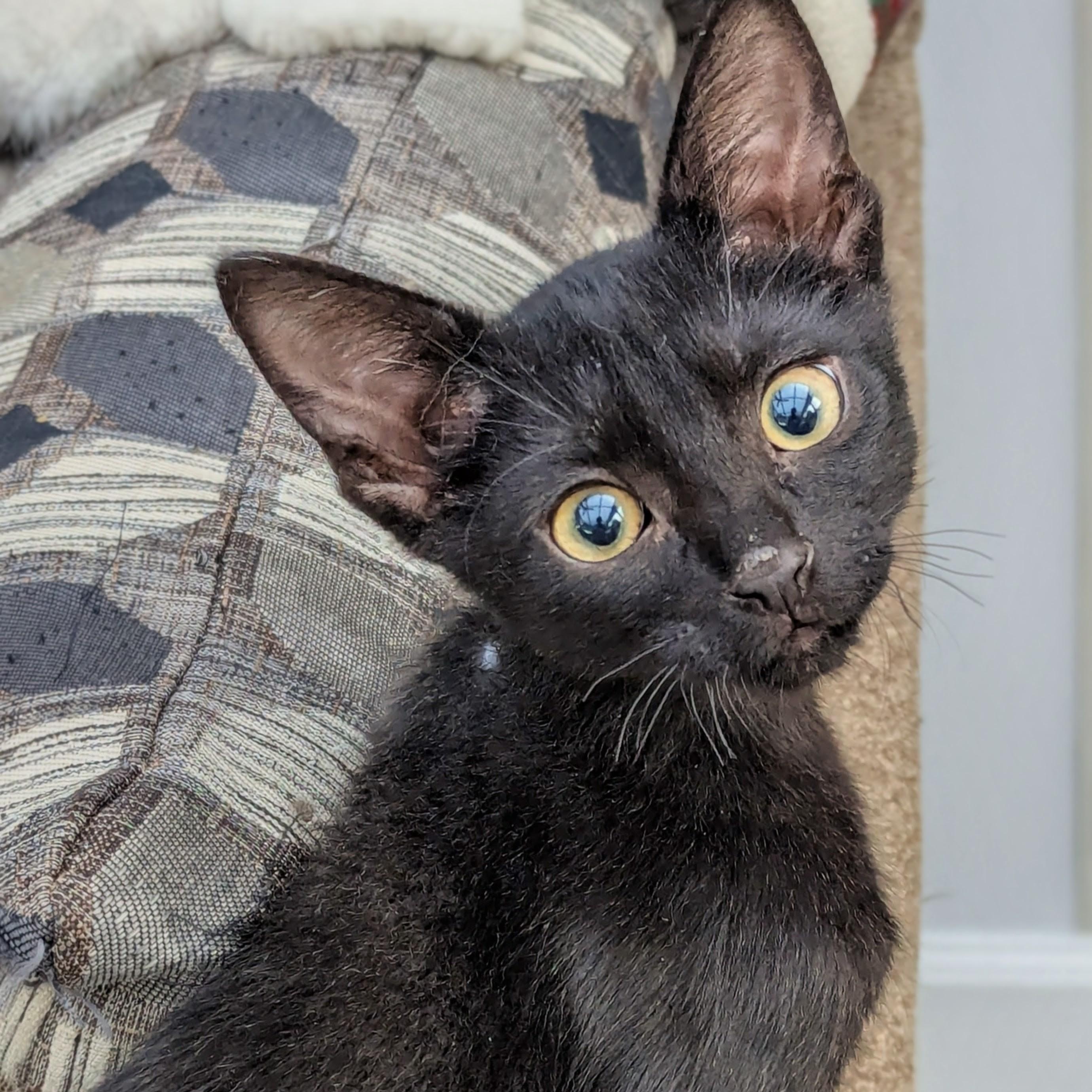 Eden & Eddy *Bonded Pair*