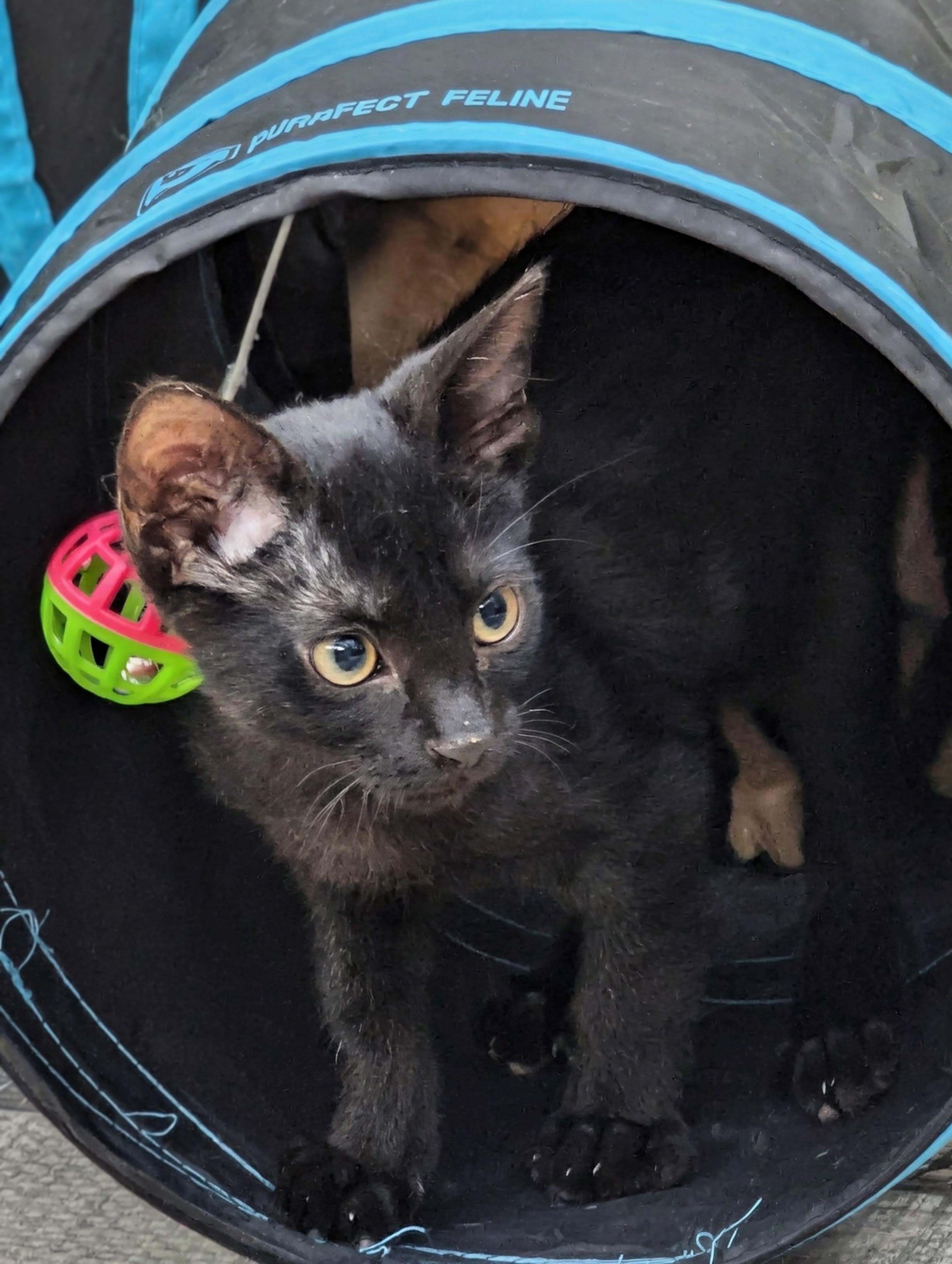 Eden & Eddy *Bonded Pair*